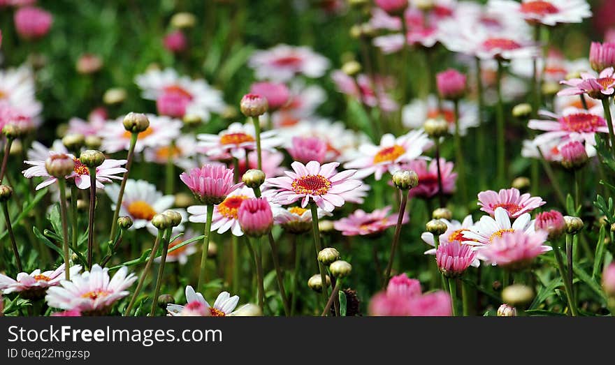 Group of White and Orange Petal Flower