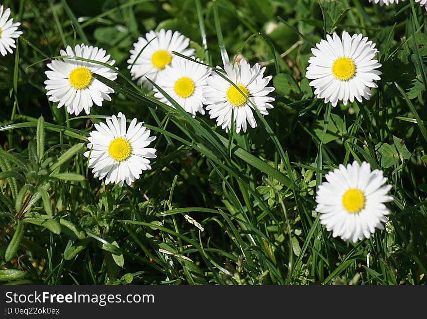 White Petal Flower Field