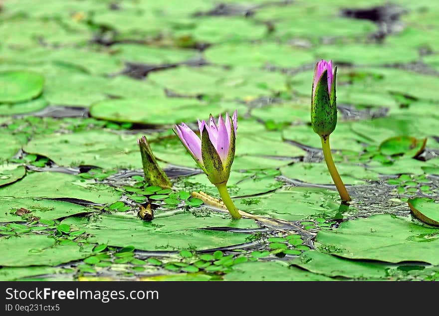 Pink and Green Flower on Water