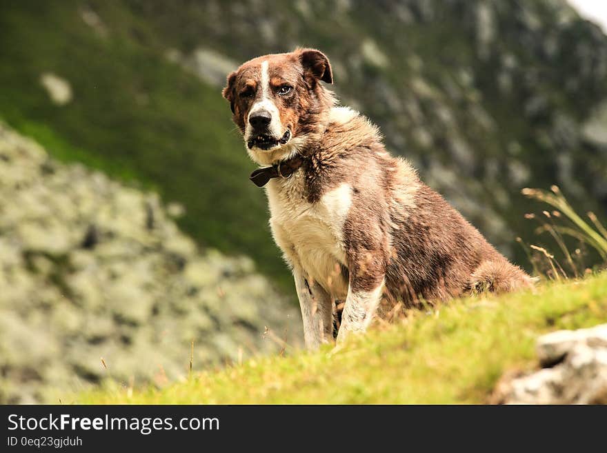 A dog sitting on the green grass on hillside. A dog sitting on the green grass on hillside.
