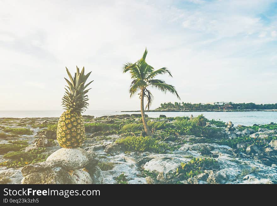 A pineapple on a rock on the seashore. A pineapple on a rock on the seashore.