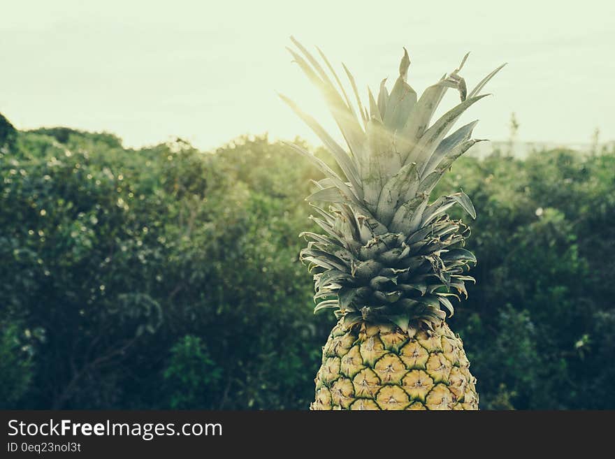 Whole ripe pineapple next to green bush on sunny day. Whole ripe pineapple next to green bush on sunny day.