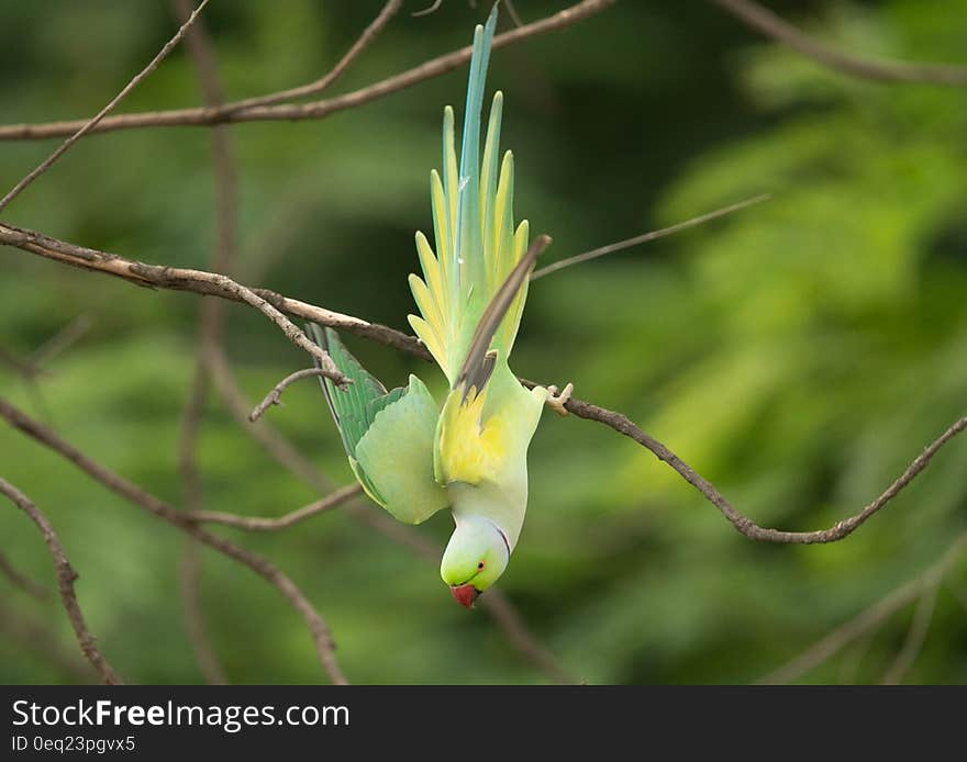 Colorful parrot perched on bare branch on sunny day. Colorful parrot perched on bare branch on sunny day.