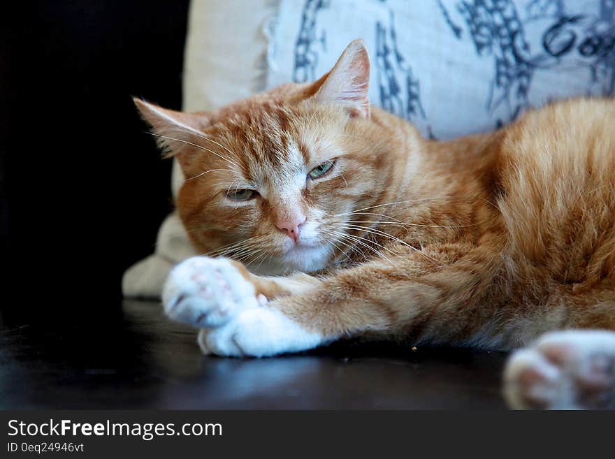 Portrait of sleepy yellow short hair domestic cat indoors. Portrait of sleepy yellow short hair domestic cat indoors.