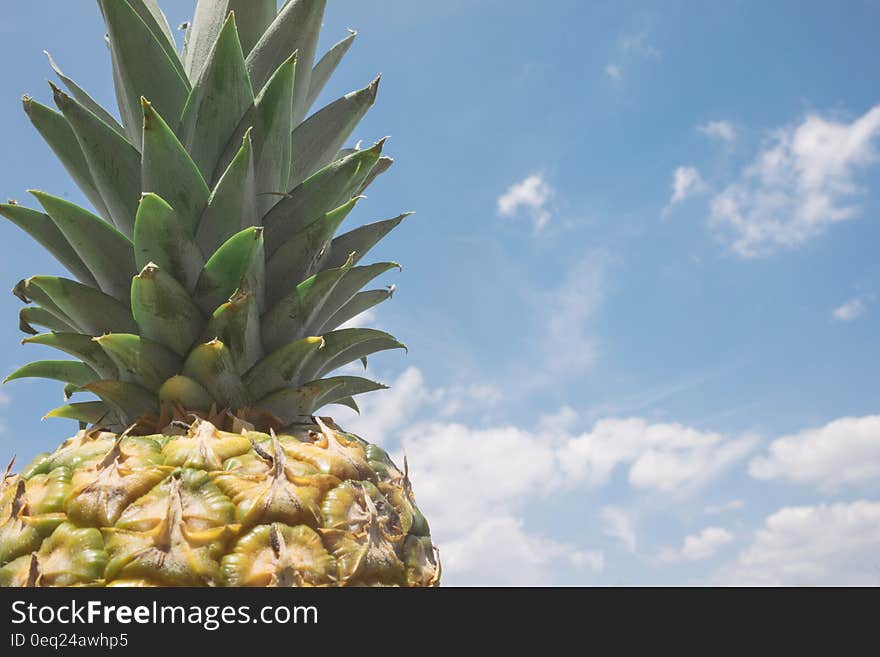 Green crown on top of fresh whole ripe pineapple against blue skies on sunny day.