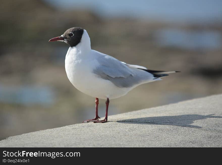 Portrait of seagull standing on concrete railing on sunny day. Portrait of seagull standing on concrete railing on sunny day.