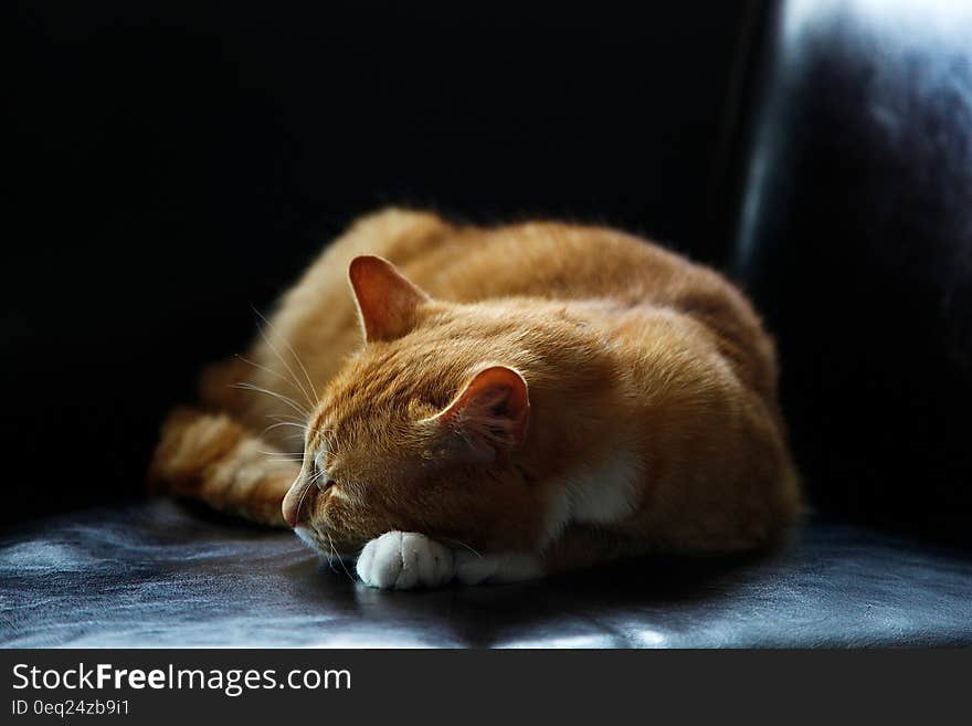 Portrait of sleeping domestic cat indoors. Portrait of sleeping domestic cat indoors.