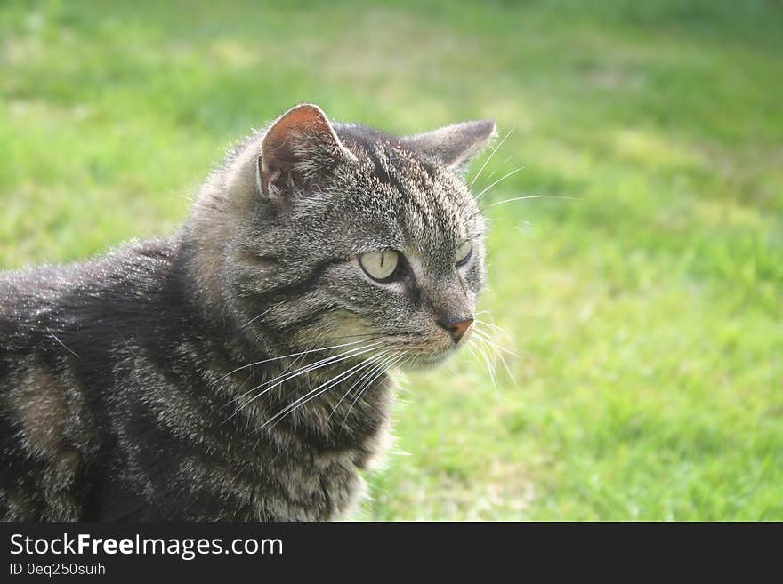 Portrait of grey cat outdoors in green grass on sunny day.