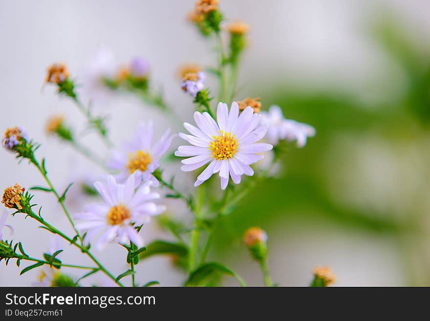 Close up of wildflowers blooming on green stem. Close up of wildflowers blooming on green stem.