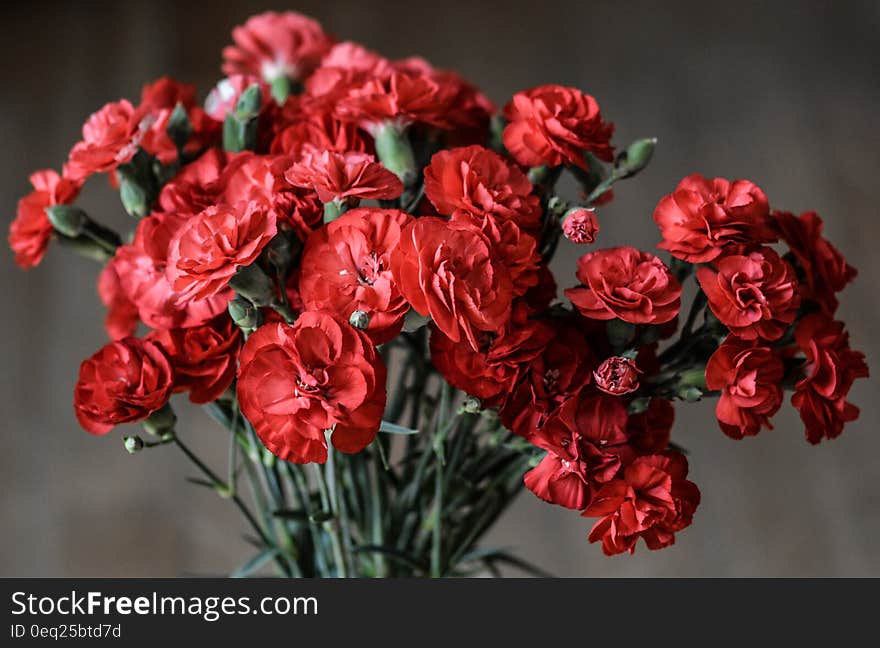 Red Petaled Flowers