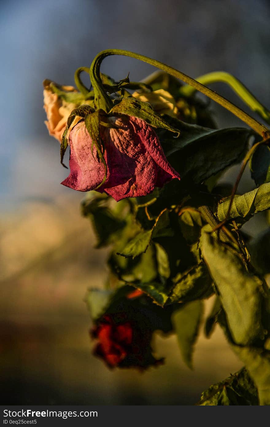 Red Withering Rose at Daytime