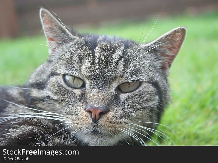 A portrait of a tabby cat resting in grass. A portrait of a tabby cat resting in grass.