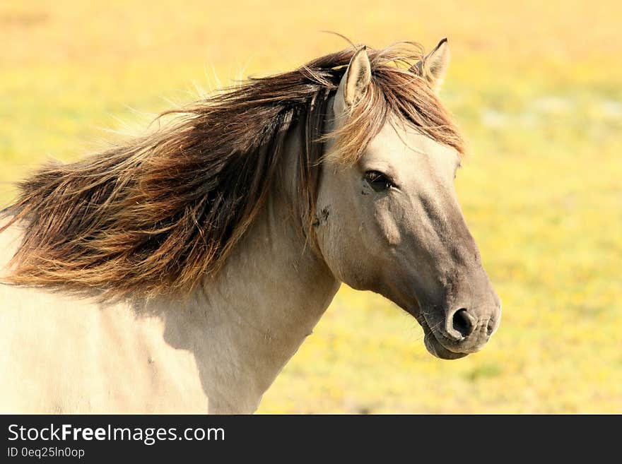 Portrait of white horse in sunny pasture. Portrait of white horse in sunny pasture.