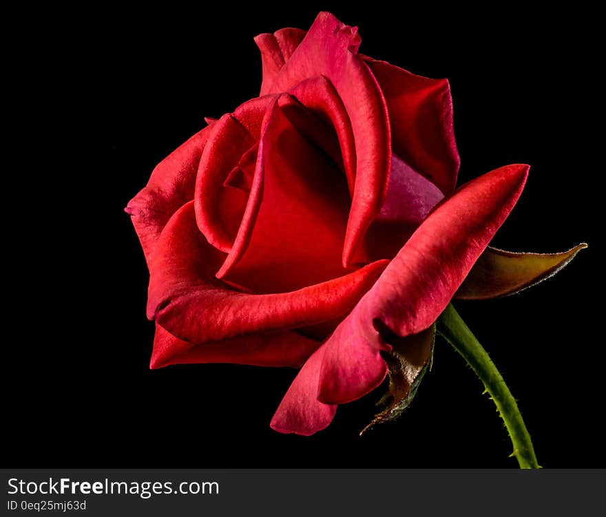 Close up of red rose bud on green stem against black background.