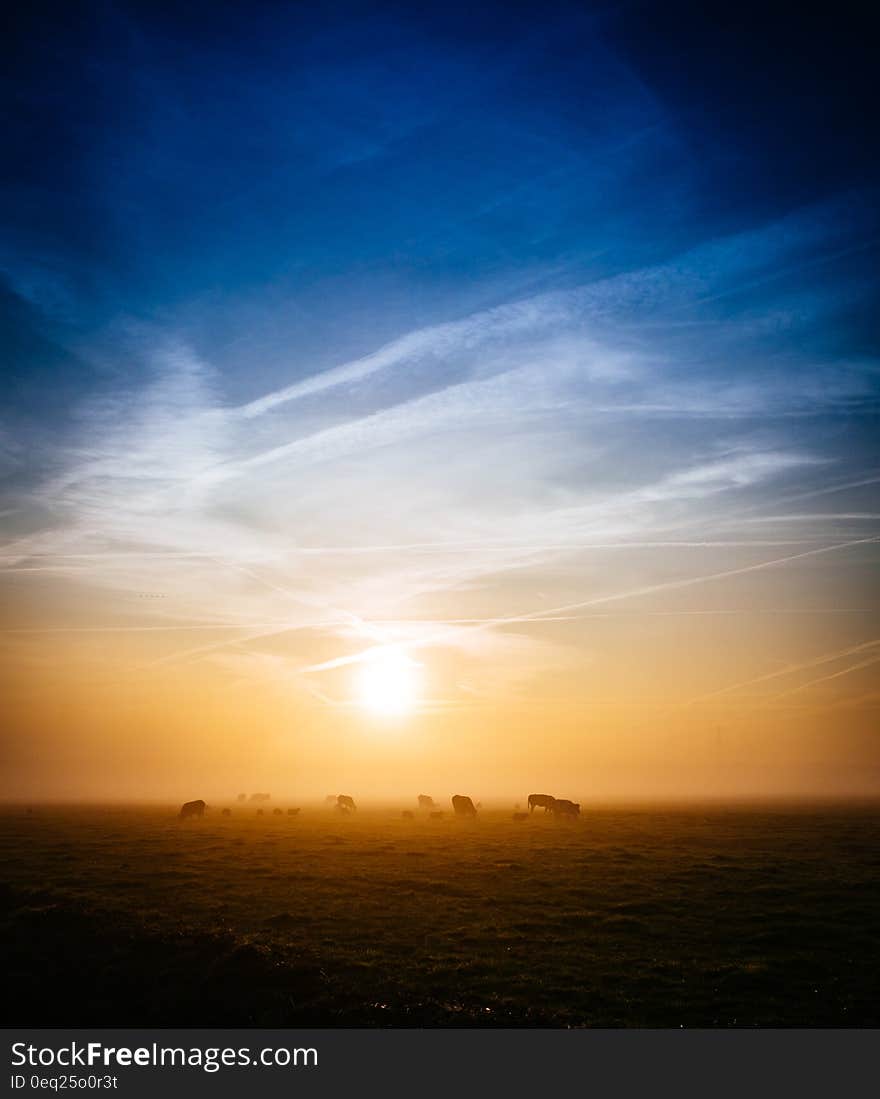 Silhouette of cows grazing in country field at sunset. Silhouette of cows grazing in country field at sunset.