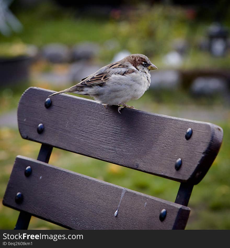 Portrait of small bird perched on back of wooden chair in sunny garden. Portrait of small bird perched on back of wooden chair in sunny garden.