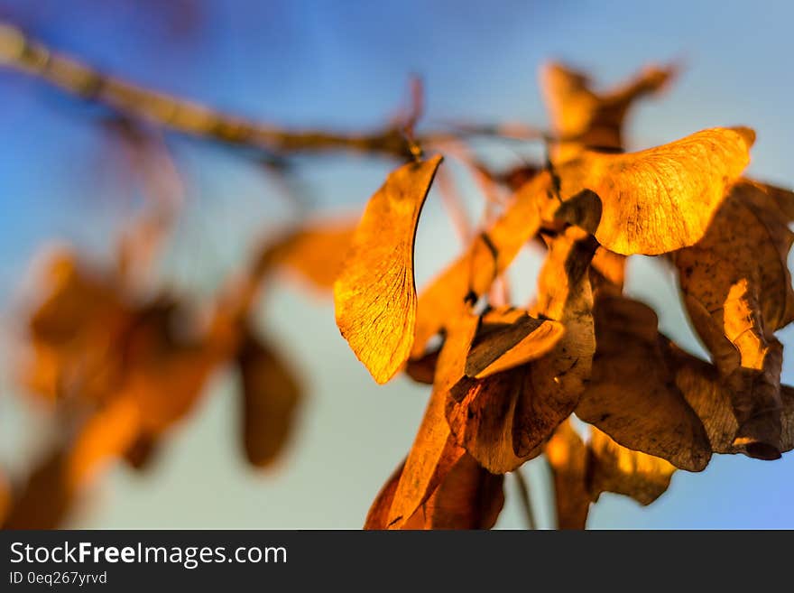 Close up of dry autumn leaves on branches against blue sunny skies.