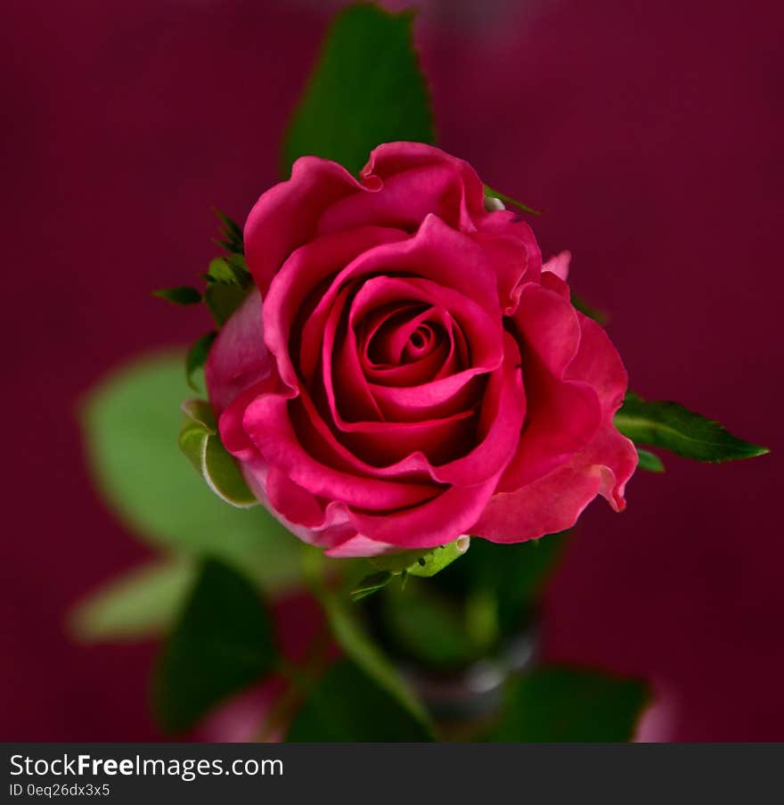 Closeup of red rose with selective focus on edge of delicate petals, blurred leaves and purple background,. Closeup of red rose with selective focus on edge of delicate petals, blurred leaves and purple background,