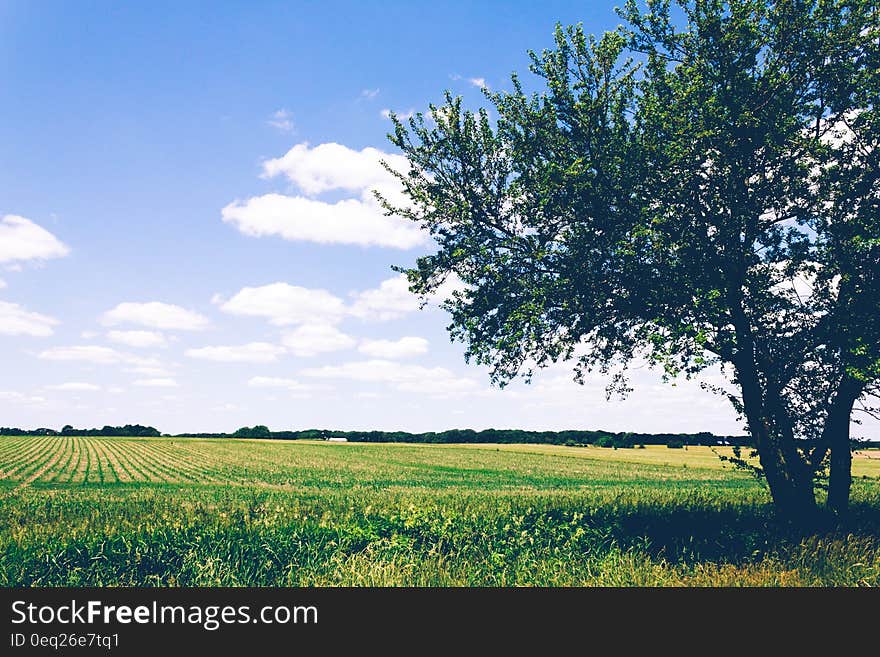 Field of agricultural crops with shade tree against blue skies on sunny day. Field of agricultural crops with shade tree against blue skies on sunny day.