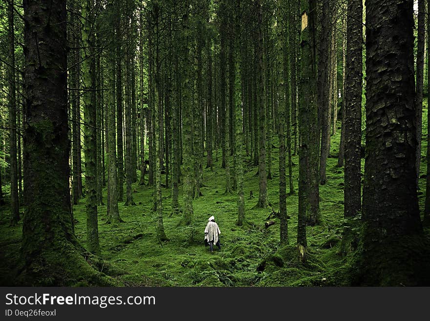 Hiker in dark green lush forest. Hiker in dark green lush forest.