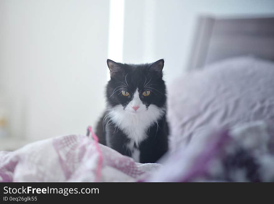 Portrait of domestic black and white cat on bed in home. Portrait of domestic black and white cat on bed in home.