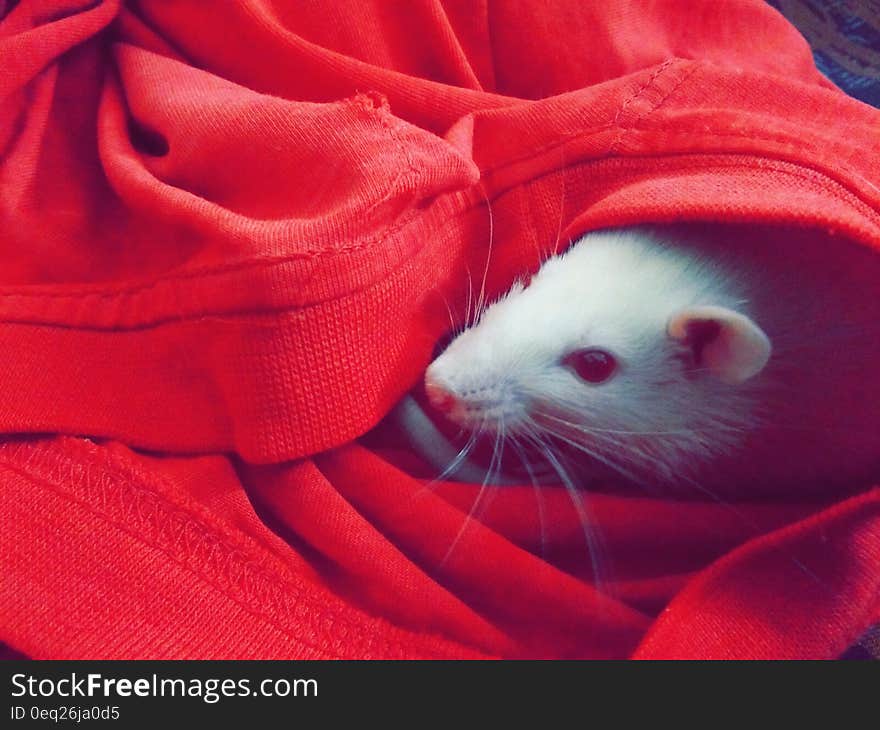 White Mouse Hiding on Red Textile