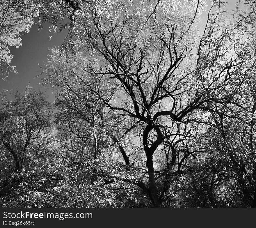 Grayscale Photography of Trees