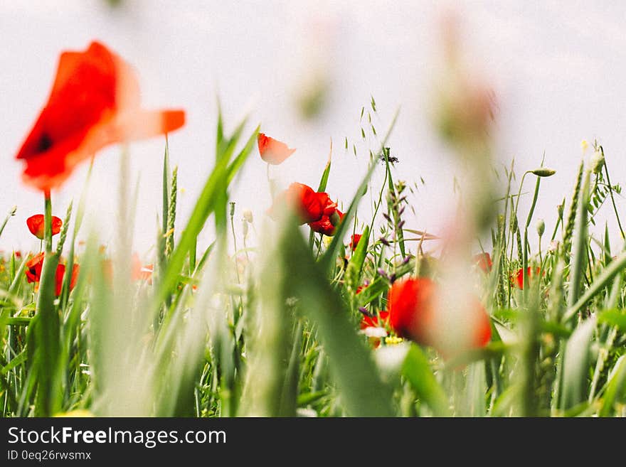 Red poppy wildflowers in green field on sunny day. Red poppy wildflowers in green field on sunny day.