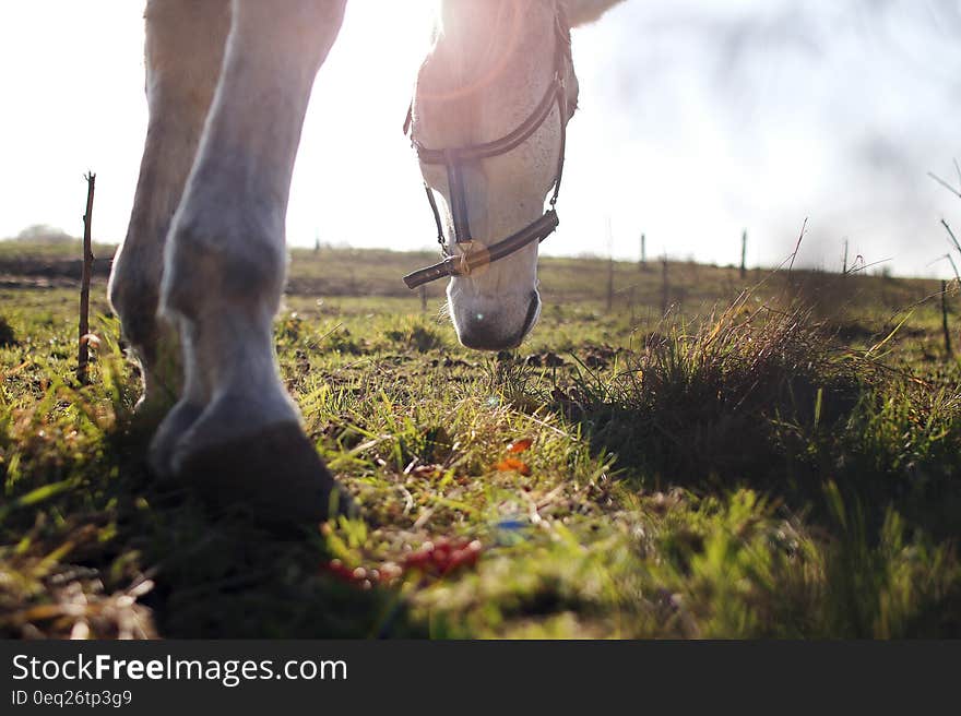 Low angle on horse grazing in green field on sunny day. Low angle on horse grazing in green field on sunny day.