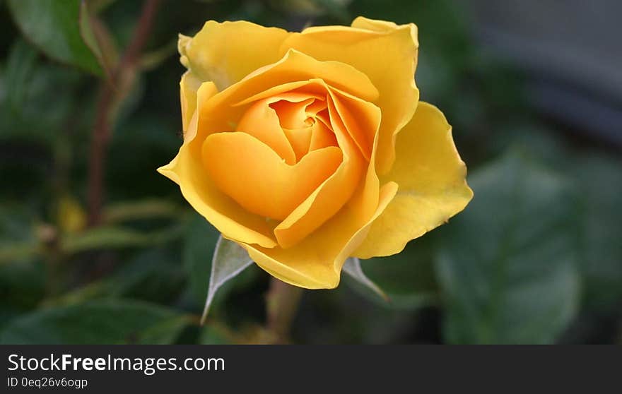 Close up of yellow rose bud in sunny garden.