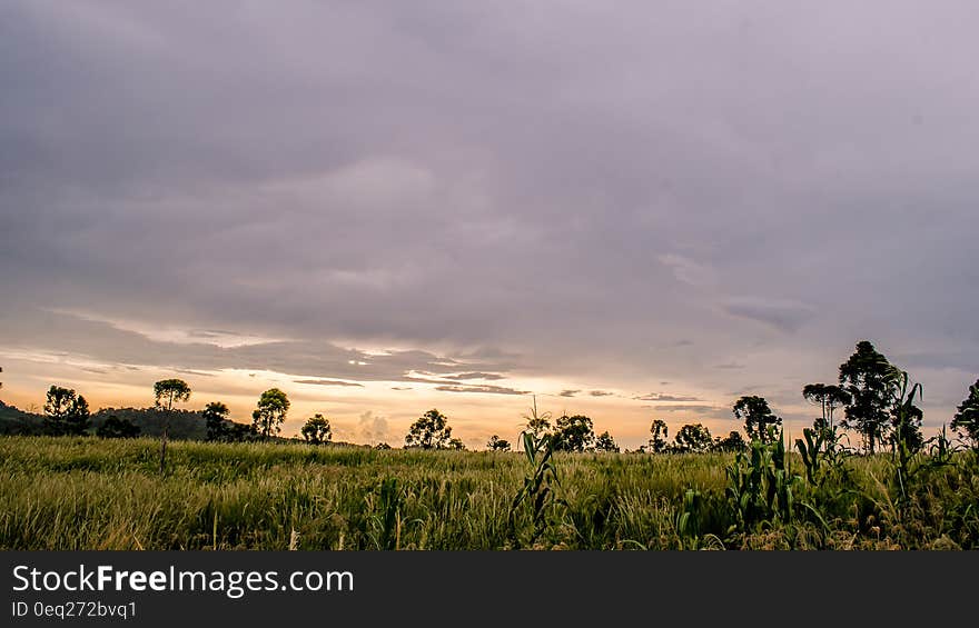 Green Trees With Grass during Daytime