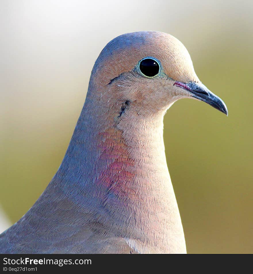 Shallow Focus Photography of White Blue and Orange Bird