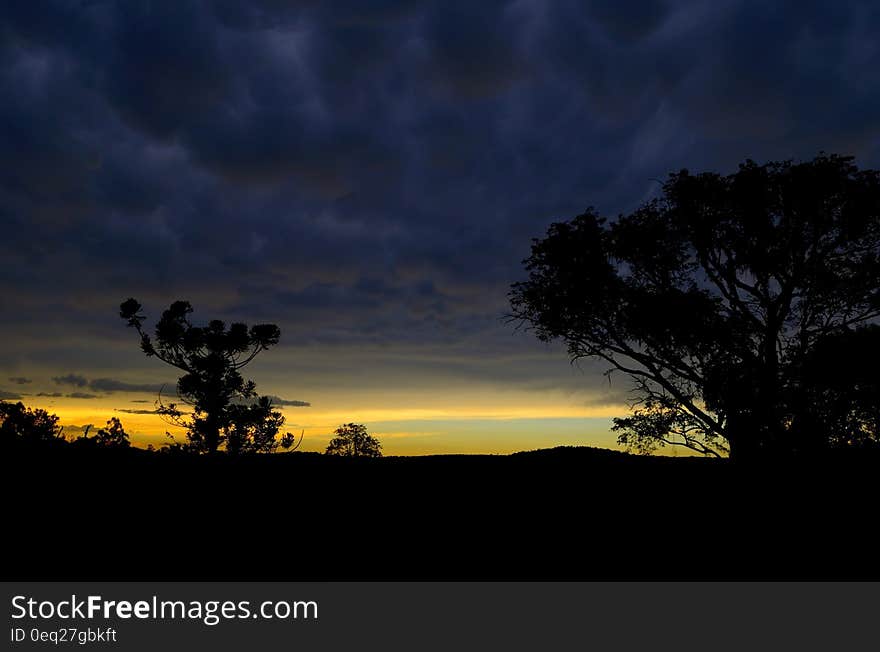 Trees Silhouette during Sunset