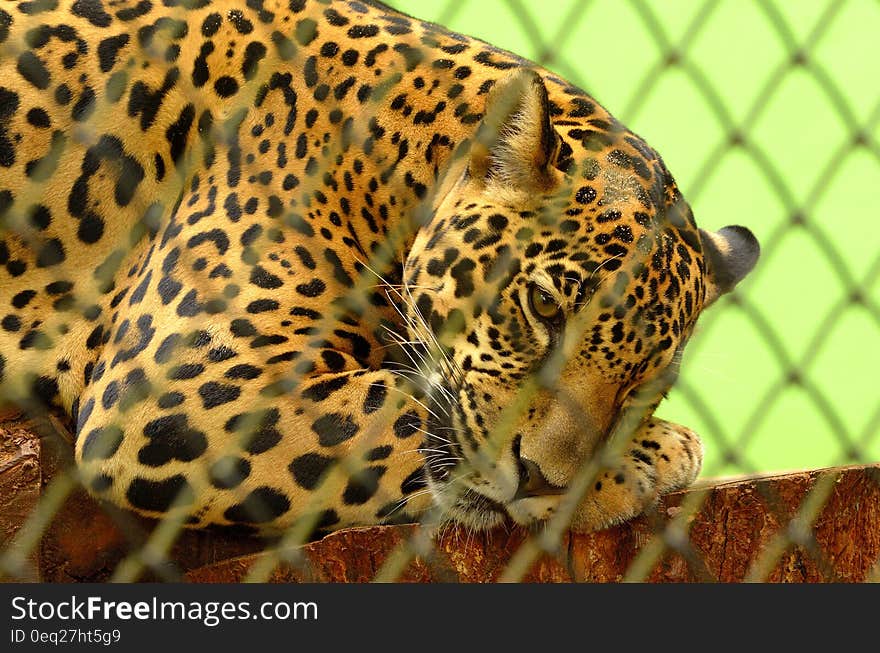 Leopard on Cage in Closeup Photography