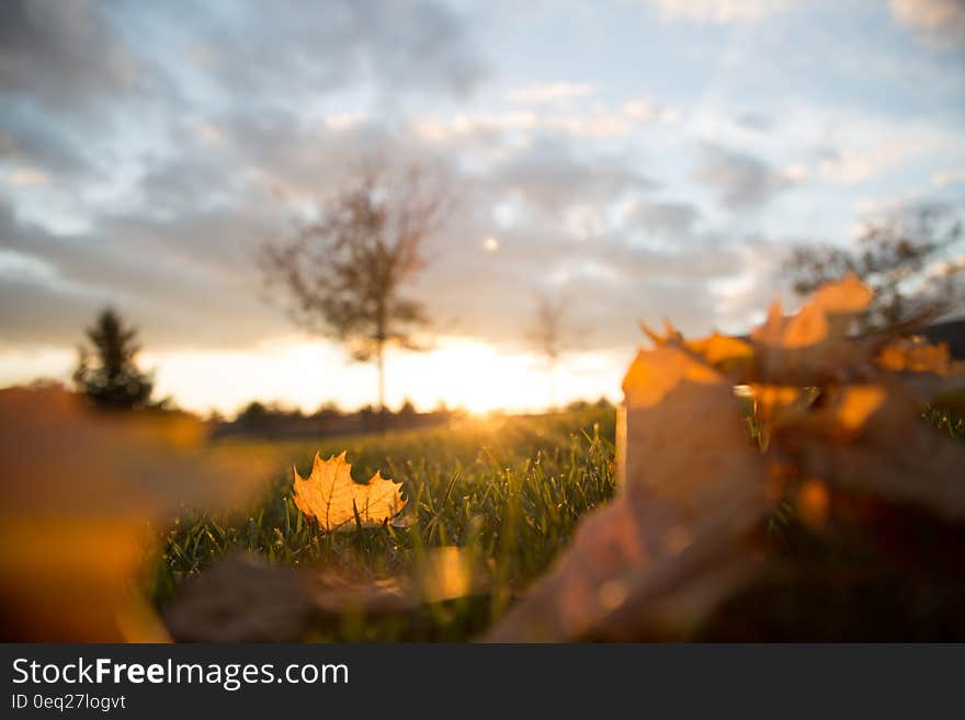 Brown Leaves during Golden Hour