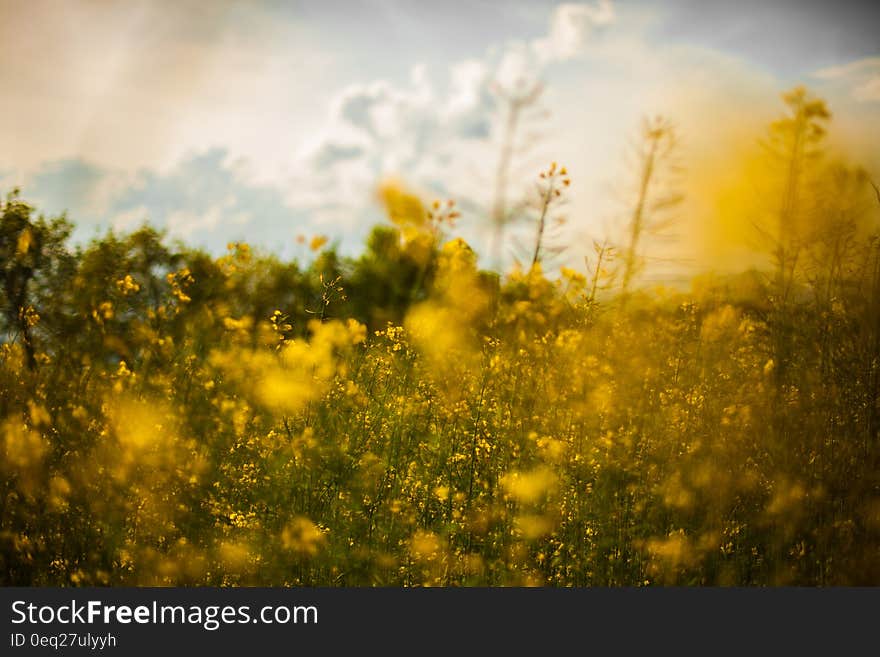 Yellow wildflowers blooming in country meadow on sunny day. Yellow wildflowers blooming in country meadow on sunny day.