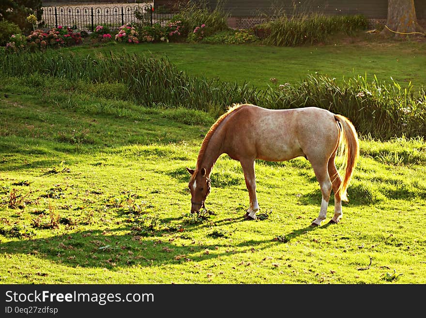 Brown and White Horse Eating Green Grass during Daytime