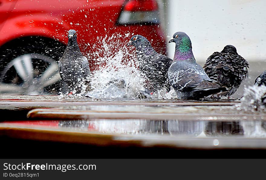 Low Angle Photo of Pigeon on the Road