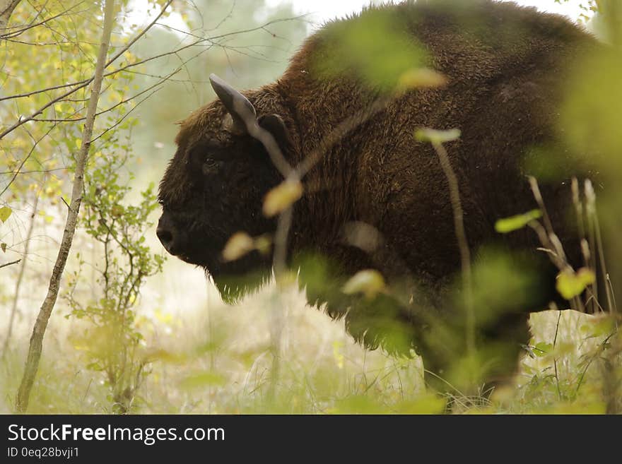 Brown Buffalo Closeup Photography