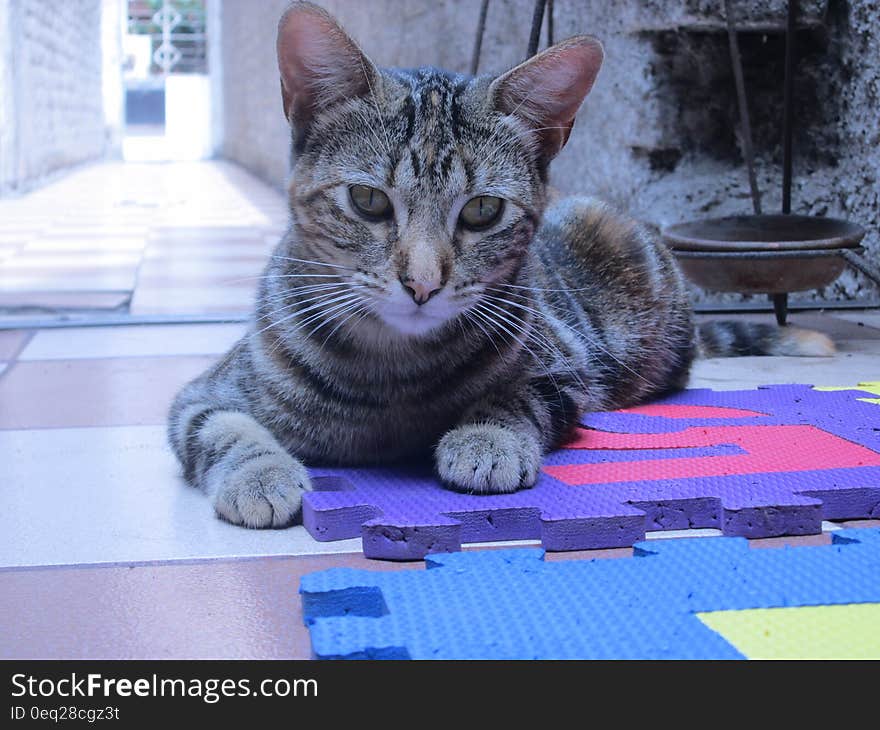 A tabby cat rests on a foam puzzle.