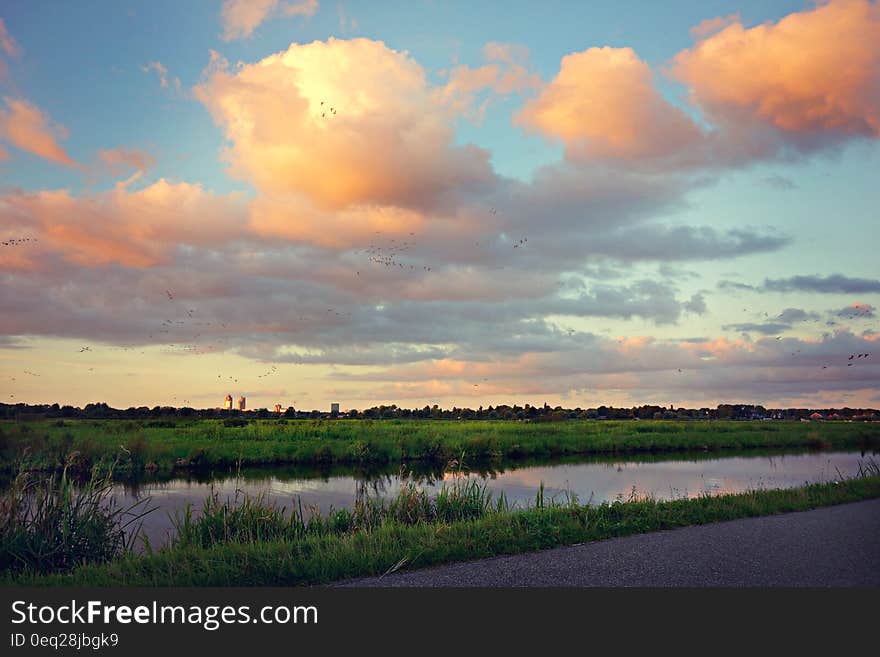 Swamp Surrounded With Green Grasses Near Pathway during Golden Hour