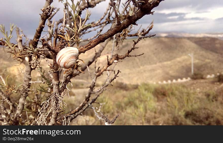 Brown Snail on Brown Bare Tree