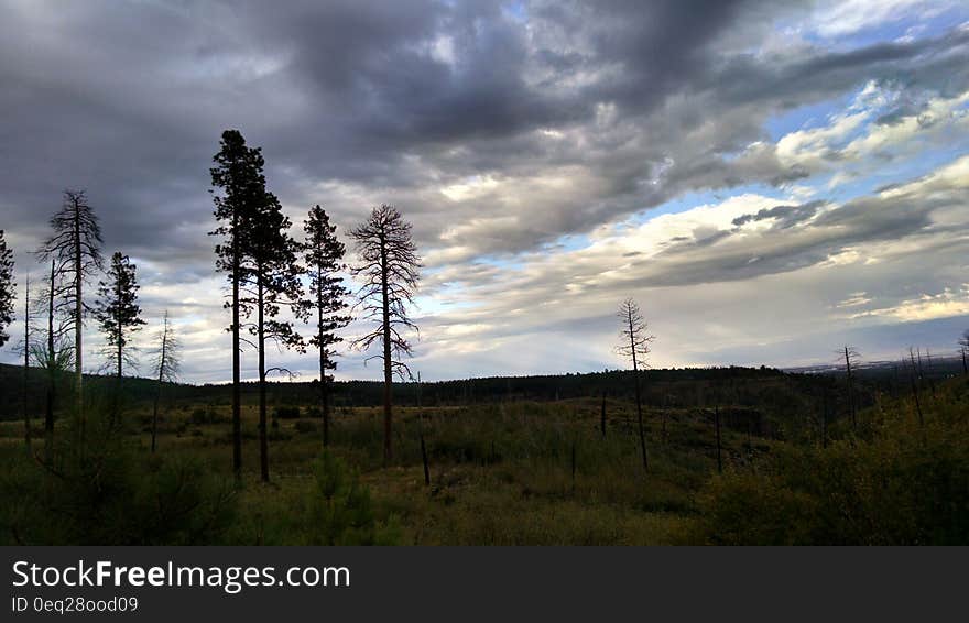 Silhouette of Bare Tree Under Gray Cloudy Sky