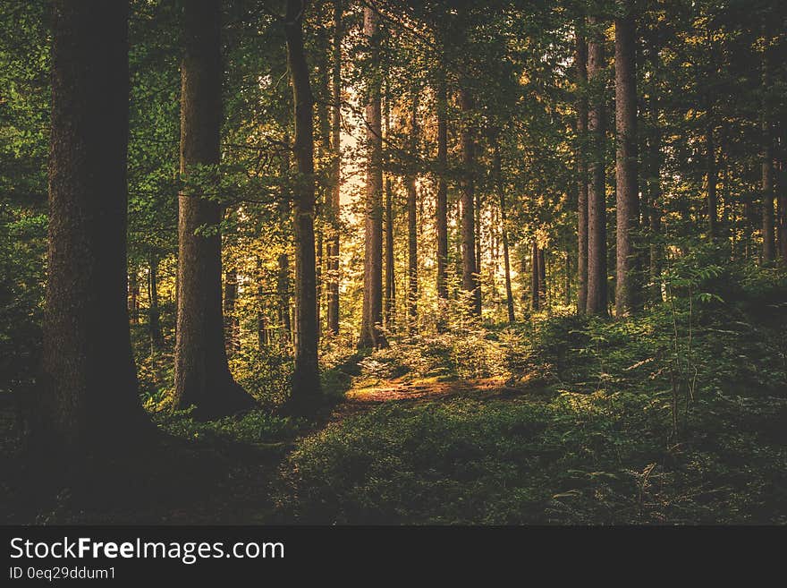 Green Leaf Trees on Forest