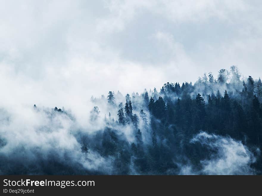 Green Pine Trees Covered With Fogs Under White Sky during Daytime