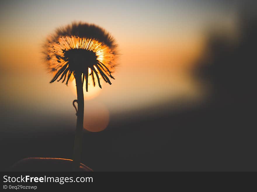 Silhouette of Dandelion Behind Sun