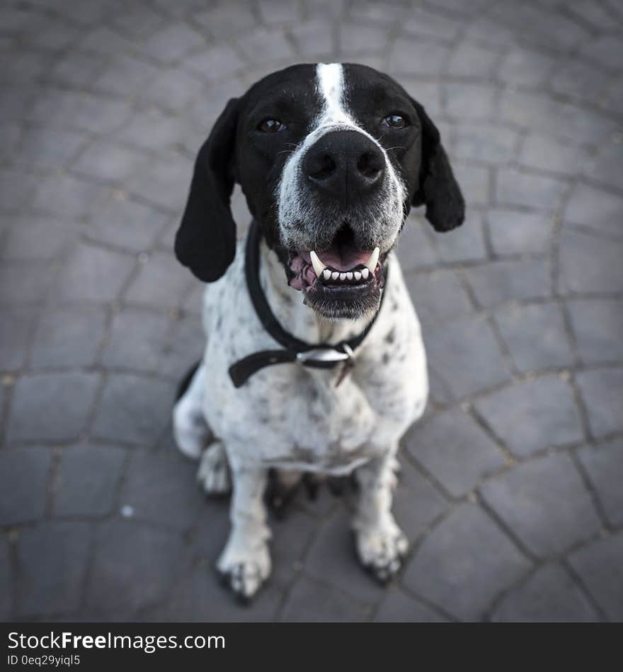 Black and White Short Coat Dog Closeup Photography