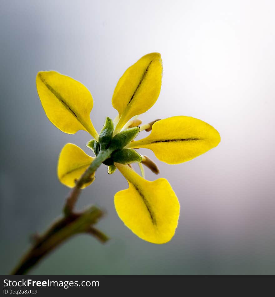 Close Up Photo of Yellow 5 Petal Flower