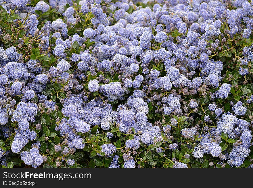 Purple Petaled Flower