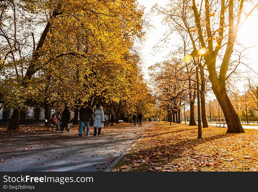 People Walking on Gray Concrete Pathway Between Trees during Daytime